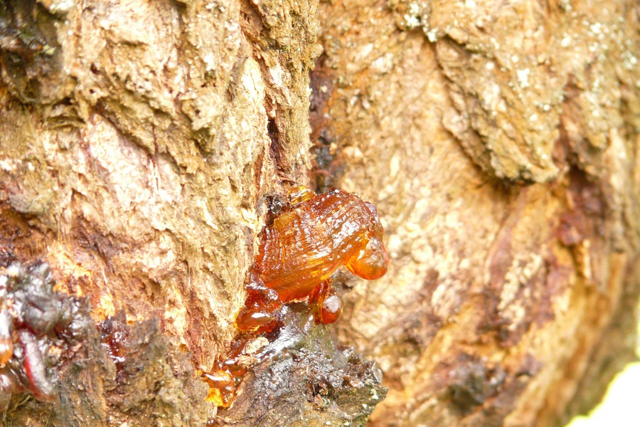 Resin on bark, printed neat — the full strength of the photograph.