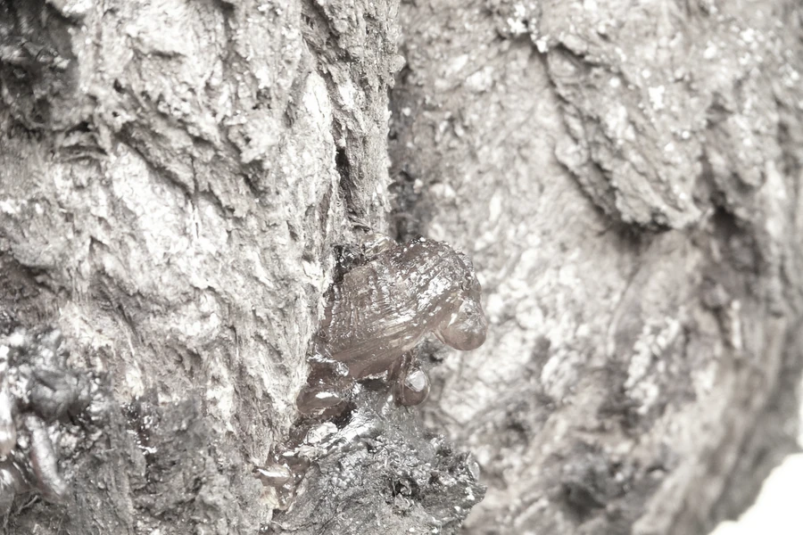 The same resin on bark, printed at ten percent — the strength every other plate on this site is printed at.