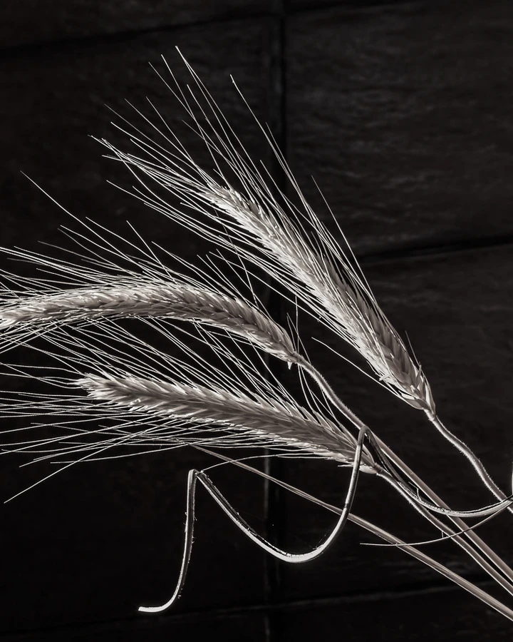 Grass dried standing, then cut and extracted.