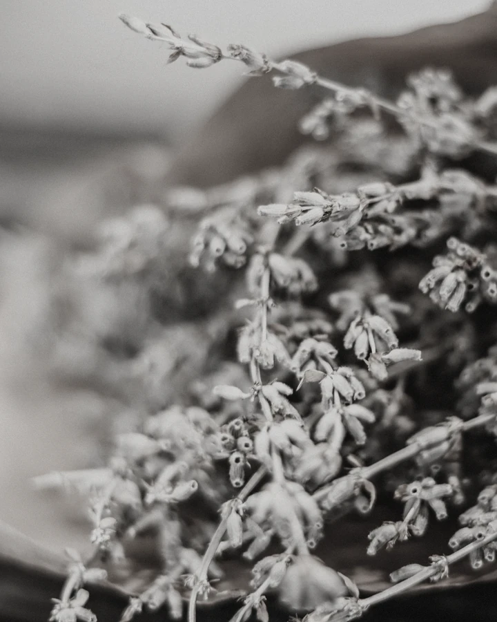 Dried flowering tops, bundled for the still.