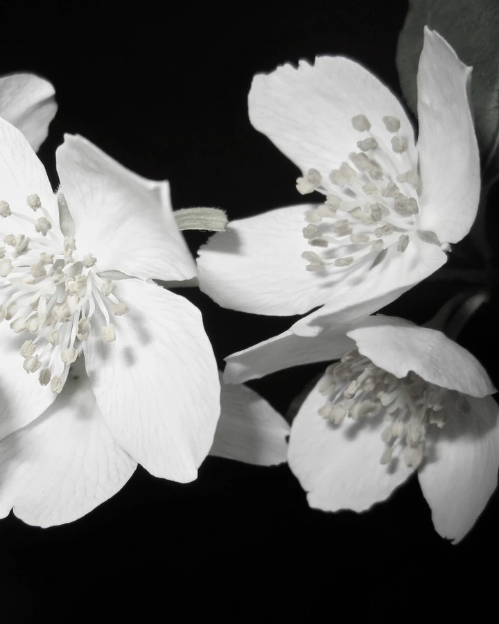 White blossom, picked before the sun is on it.