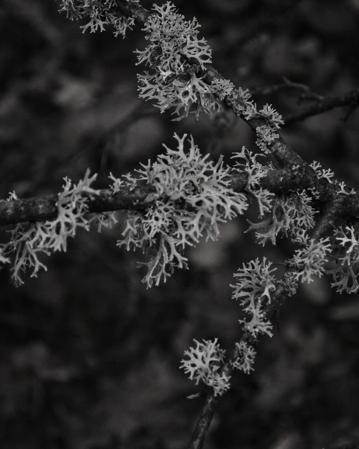 Lichen taken off the branch, not off the trunk.
