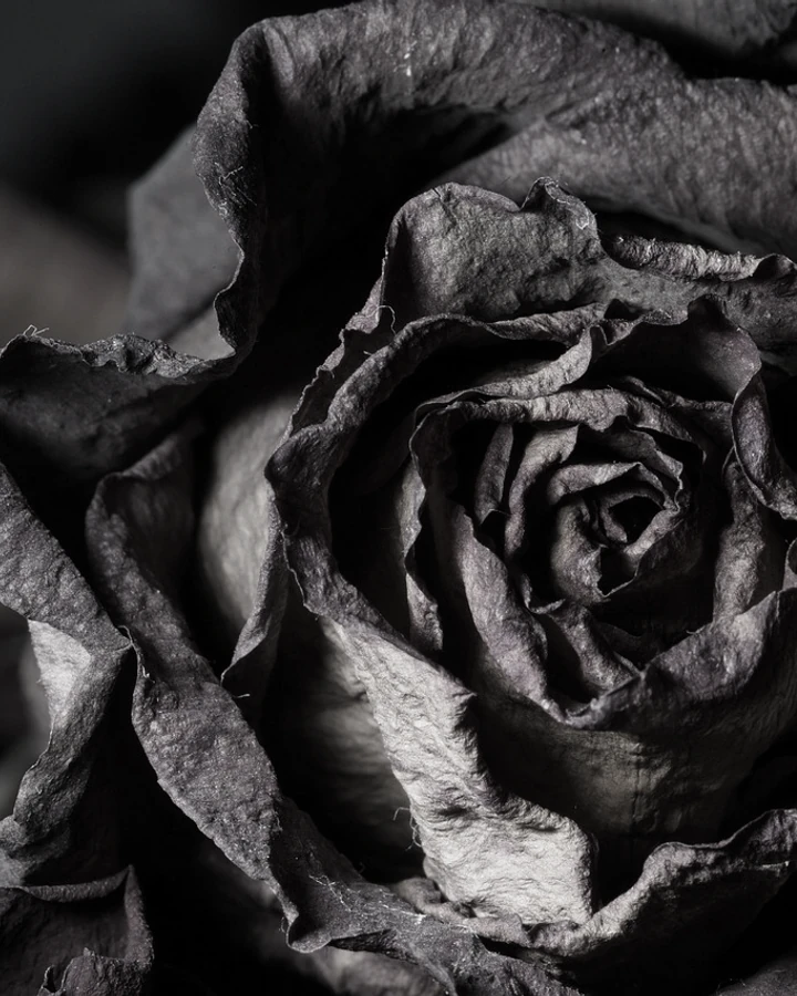 Petals held until the colour has gone out of them.